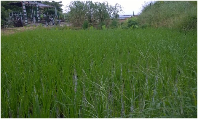  GKKC Ecological Restoration site of Kusunda (BCCL)